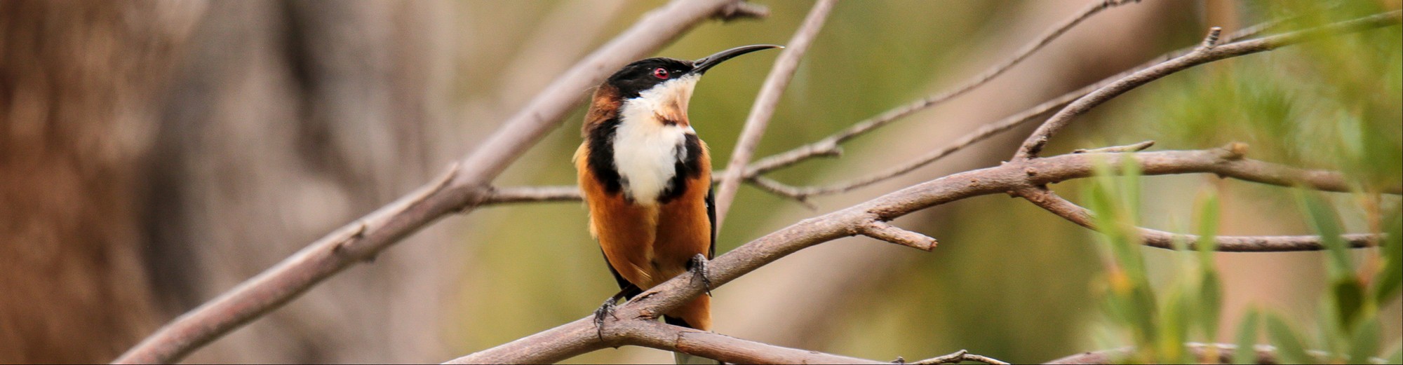 Diwali Puja & Seminar 2025 Australia