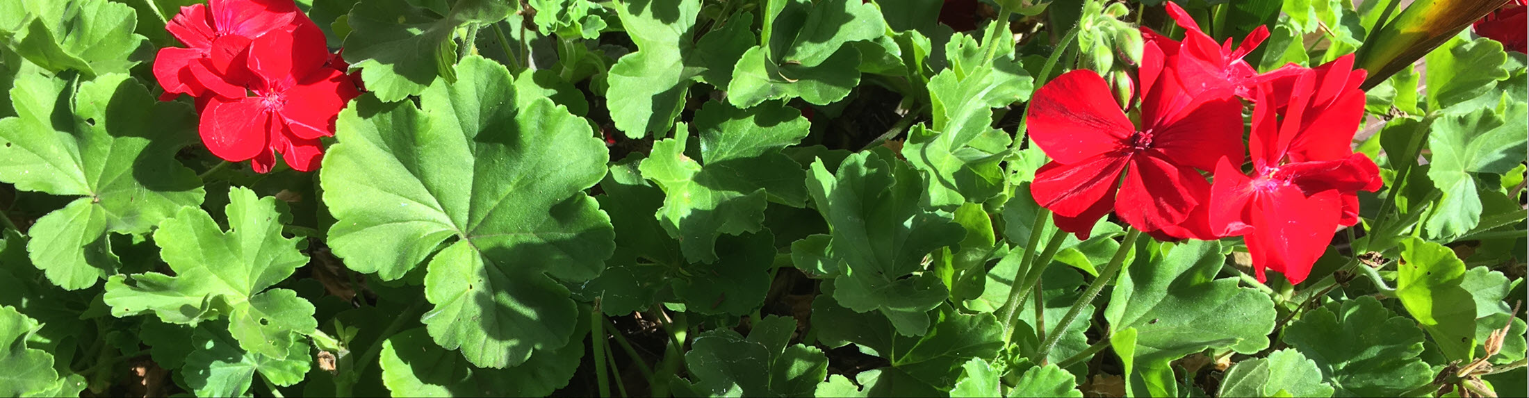 Easter Seminar, Puja & Marriages 2026