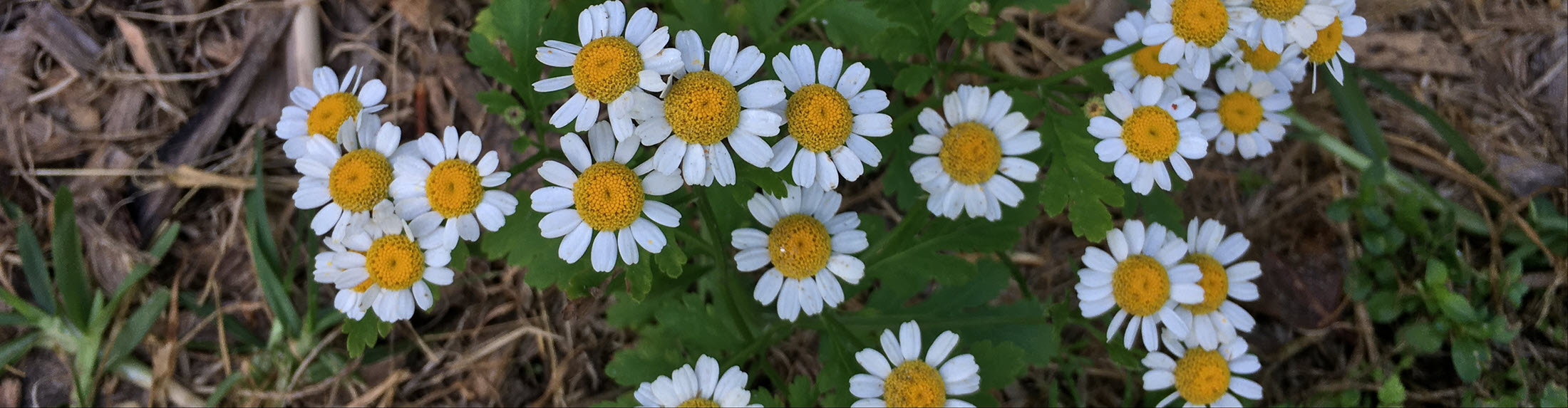 Easter Seminar, Puja & Marriages 2026