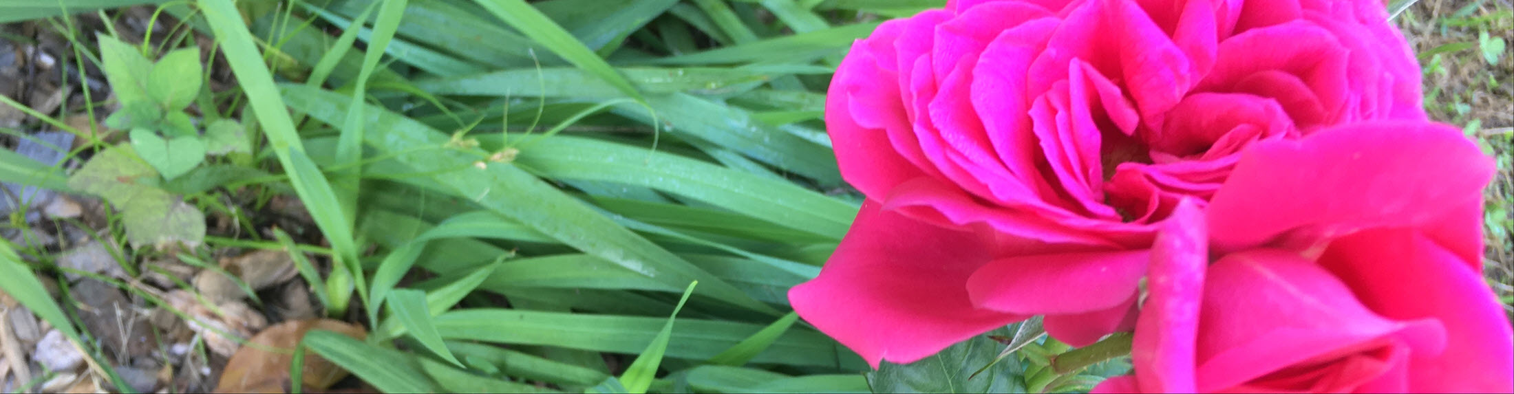 Important update – Australia Easter Seminar, Puja & Marriages 2026