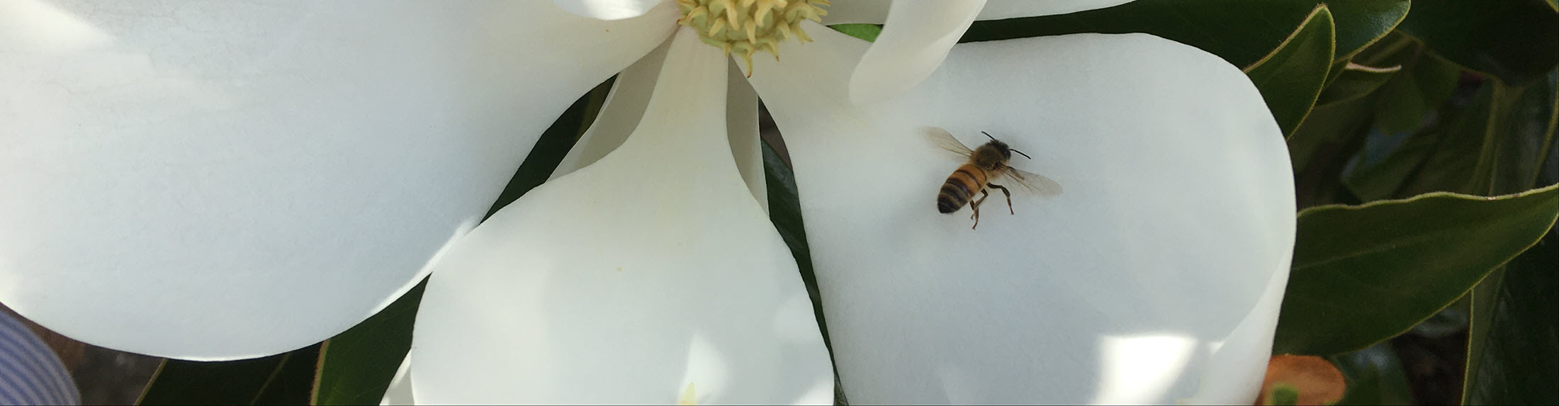 Easter Seminar, Puja & Marriages 2026