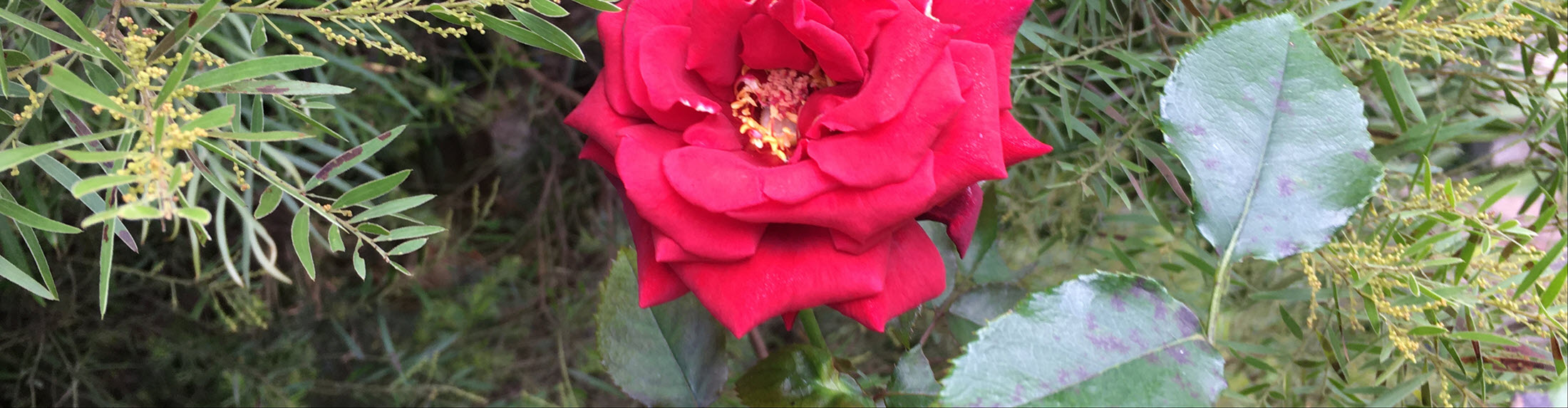 Easter Seminar, Puja & Marriages 2026