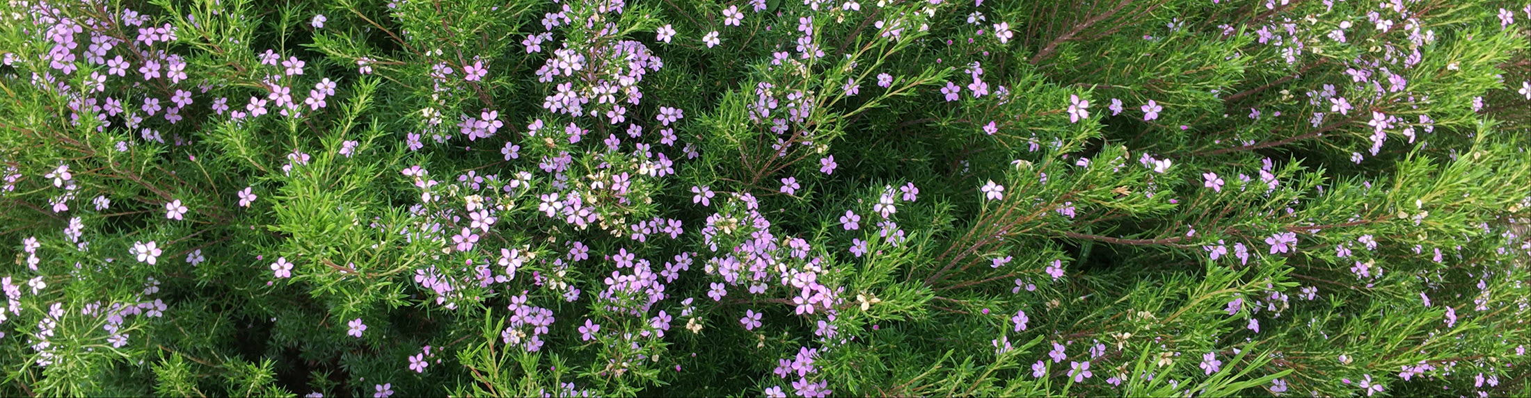 Easter Seminar, Puja & Marriages 2026