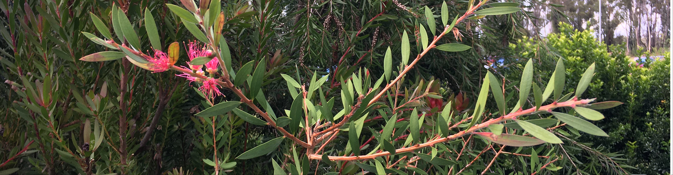 Easter Seminar, Puja & Marriages 2026