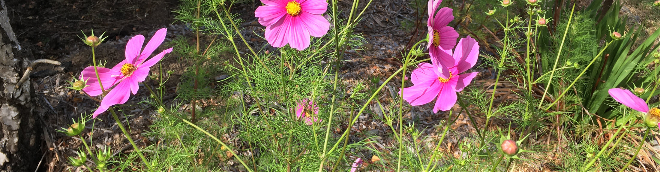 Easter Seminar, Puja & Marriages 2026