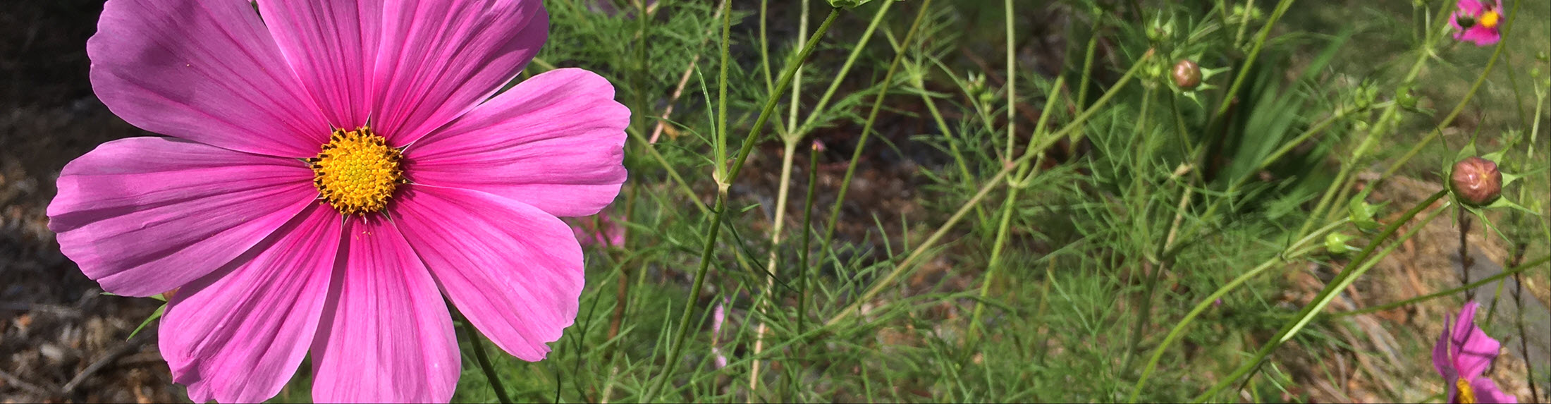 Easter Seminar, Puja & Marriages 2026