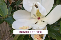 Sahaja-Yoga-Balmoral-Ashram-Sydney-flowers-20