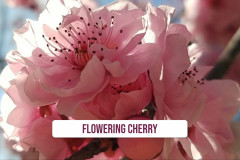 Sahaja-Yoga-Balmoral-Ashram-Sydney-flowers-28