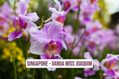 Singapore-Vanda-Miss-Joaquim-1