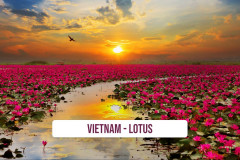 Vietnam-Lotus-1