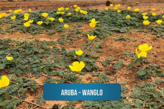 Aruba-–-Wanglo