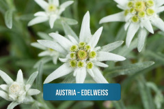 Austria-–-Edelweiss