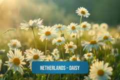 Netherlands-–-Daisy