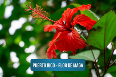 Puerto-Rico-–-Flor-de-Maga