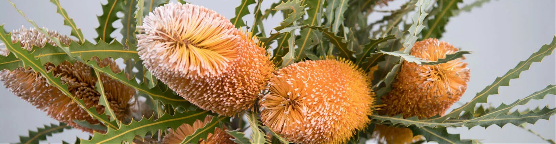 Australian Navaratri Puja and Seminar 2025