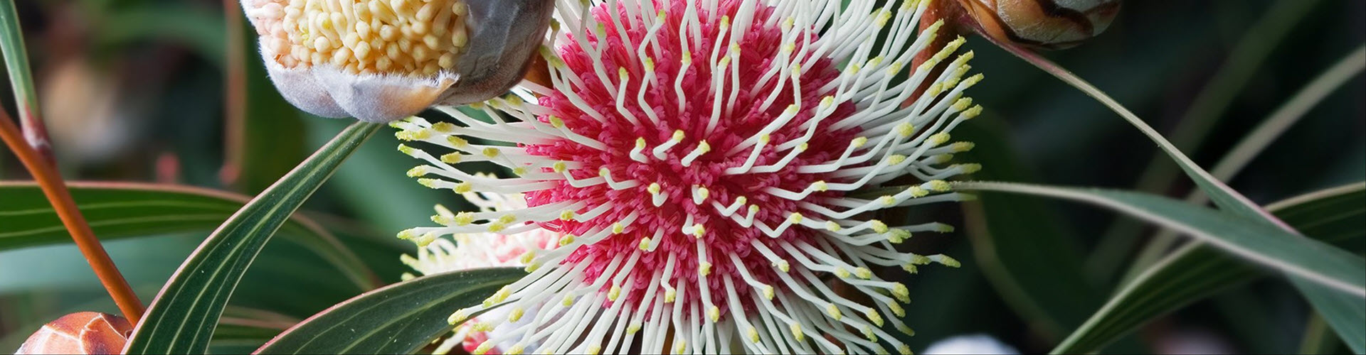 Australian Navaratri Puja and Seminar 2025