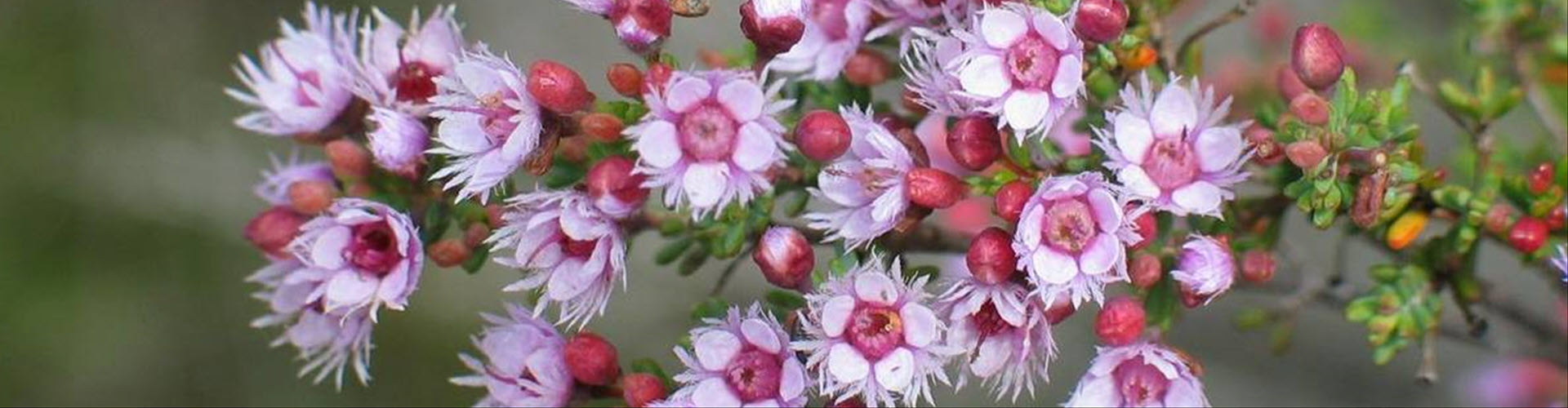 Australian Navaratri Puja and Seminar 2025