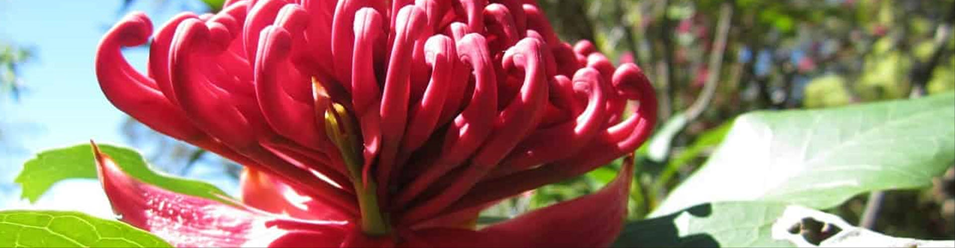 Australian Navaratri Puja and Seminar 2025
