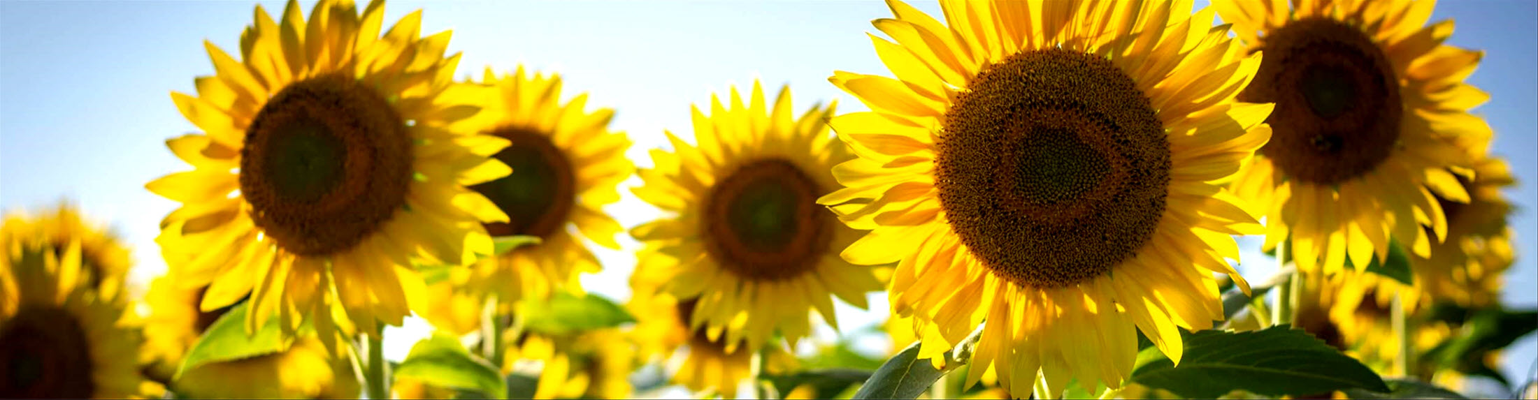 International Navaratri Puja 2025