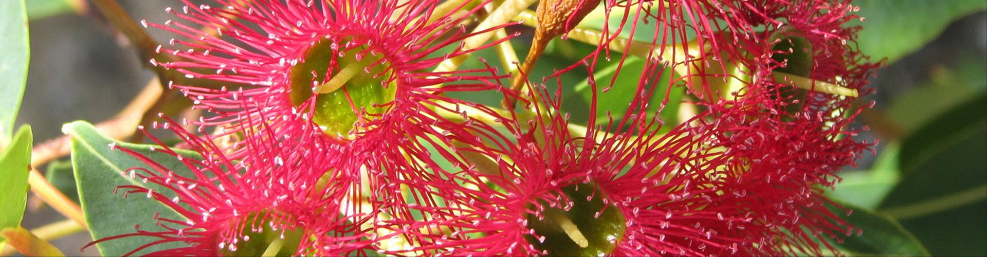 Australian Navaratri Puja 2026