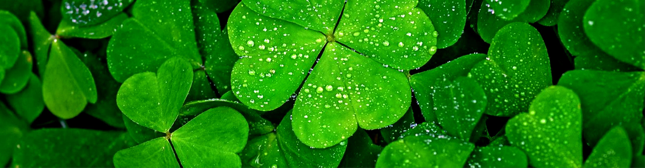 International Navaratri Puja 2026
